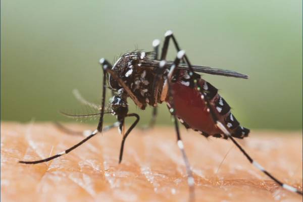 Tips on keeping mosquitos away this summer