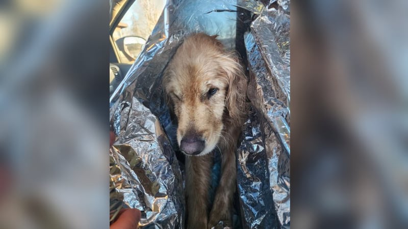 Two dogs are now safe after they were stranded Friday morning on St. George Lake in Liberty, Maine.