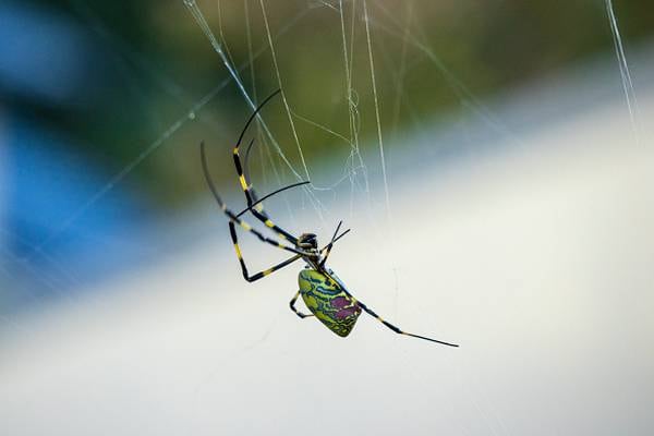 Joro spiders: What to know about the giant parachuting arachnid